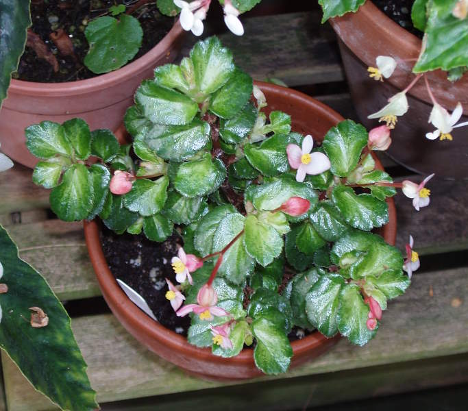 B. ‘Creme Mint’